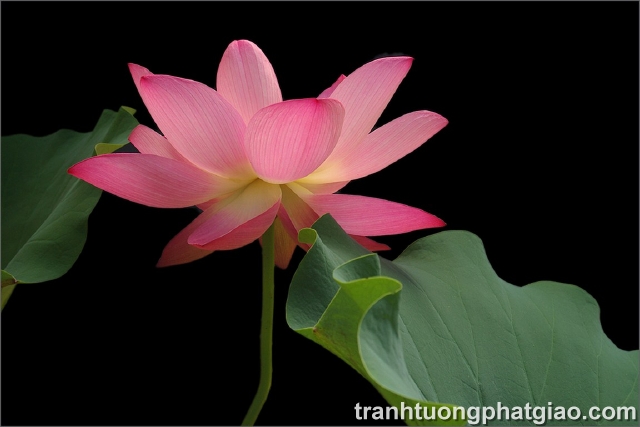 Hoa Sen - Lotus (6109)